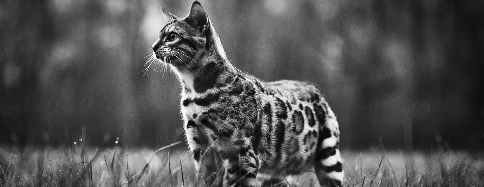Virbac VETERINARY HPM food for cats