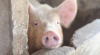 cochon.png