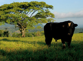 Çiftlik Hayvanları